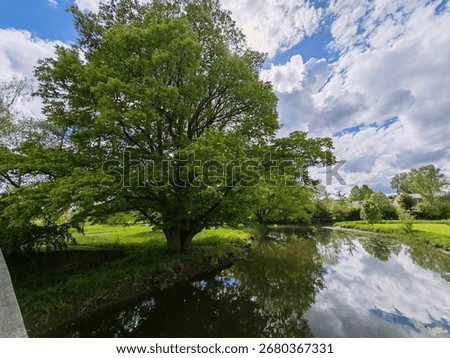 Large tree by river with reflections in water