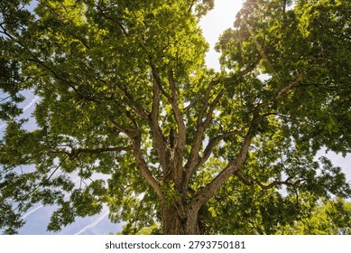 Large tree canopy with sprawling branches