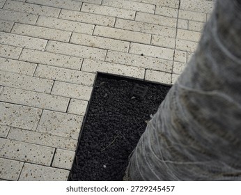 large tree cone background surrounded by concrete in the city.