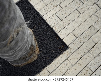 large tree cone background surrounded by concrete in the city.