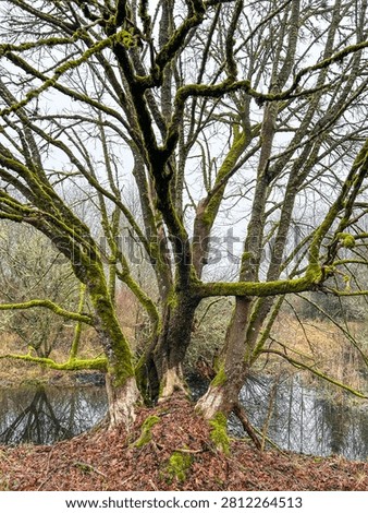 A large tree covered in moss stands prominently near a body of water, with fallen leaves scattered at its base, in Thurston County, Washington.