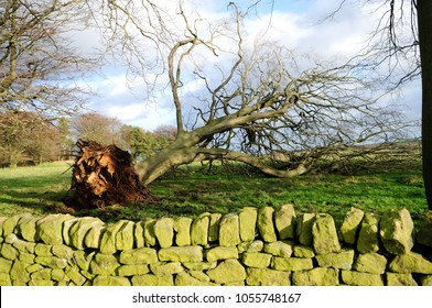 Large Tree Damage Caused By Gale Force Winds And Overnight Storm In Derbyshire,UK.