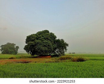 A Large Tree In An Empty Field At Hooghly District In West Bengal, In October 2020