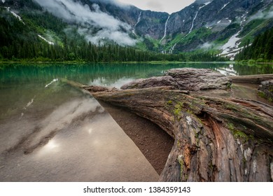 Large Tree Extends Into Avalanche Lake in Montana wilderness