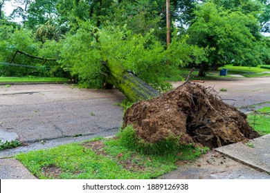 Large Tree fallen from storm damage, blocking a neighborhood road