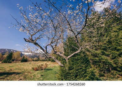 A large tree in a field