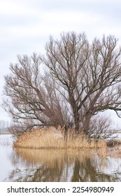Large tree in flooded area near ferry pond Olsterveer with sculpture crossing IJssel river in Olst Wijhe Welsum in Overijssel in The Netherlands