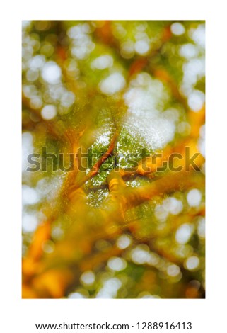 Similar – Image, Stock Photo Cotoneaster in the morning light