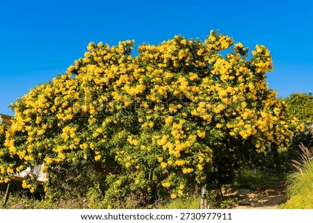 Large tree in full bloom with vibrant yellow trumpet-shaped flowers under a clear blue sky on a sunny day