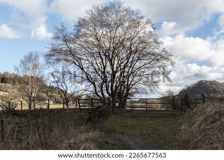 A large tree, a gate and fences mark where the John Muir Way and West Highland Way shared path crosses a country lane in Strathblane valley, Central Scotland.