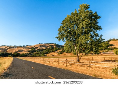 A large tree is growing on the side of a road. The road with a yellow strip is running diagonally and off into the distance. Hills and trees are in the background. A barn is on the right.
