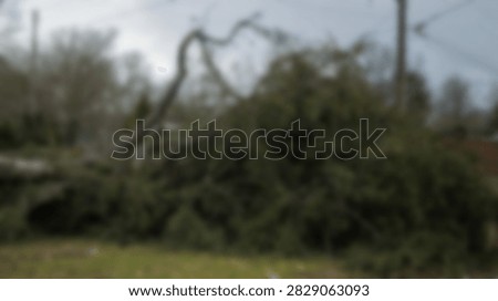 A large tree has fallen, its branches and trunk scattered across the ground after a severe storm.