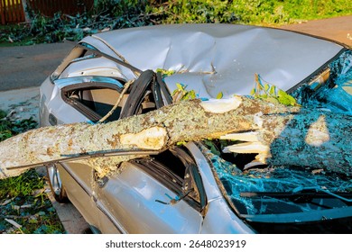 Large tree has fallen on parked car after storm, leaving significant damage to vehicle surrounding area.