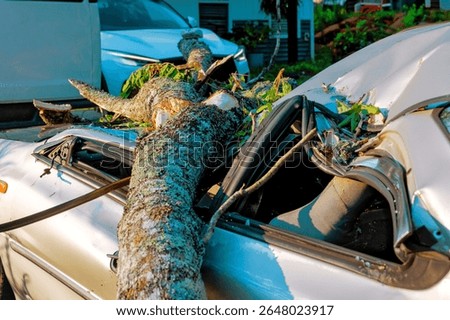 Large tree has fallen onto parked car, causing extensive damage to roof interior in city neighborhood.