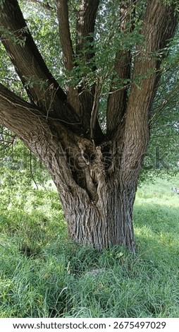 a large tree with a hollow and large branches. concept of strength, fortitude, old age