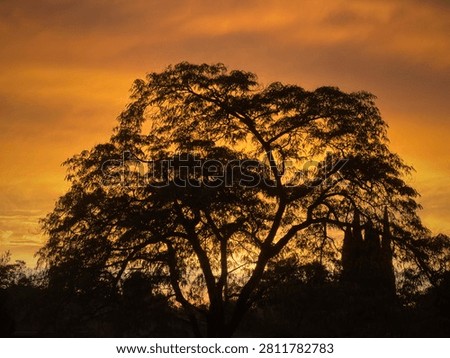 Large tree infront of a golden sunset
