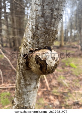A large tree knot on the outside of an ash tree. The burl is smooth with a brown interior and a tan bark. The tumor-like growth on the tree trunk is in a forest. Its the result of an internal stress.