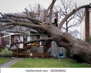 A Large Tree Lays On Top Of A House In The Aftermath Of A Hurricane.