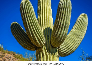 A large tree like cactus that have branches shaped like candelabra