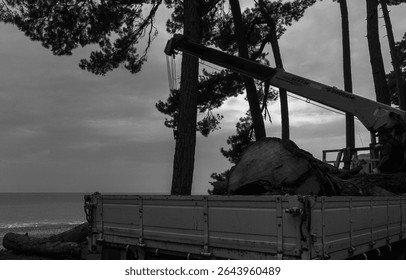 A large tree log is being loaded onto the bed of a flatbed truck with a yellow crane, set against a forest background near the beach in black and white.