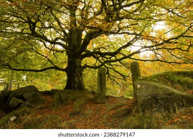 Large tree next to old stone gate posts at padley gorge during the autumn in brilliant sunshine 