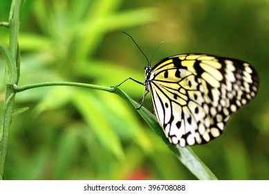 Large Tree Nymph Butterfly, Idea Leuconoe