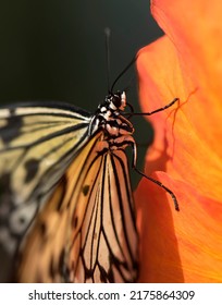 Large Tree Nymph Idea Leuconoe