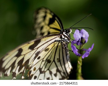 Large Tree Nymph Idea Leuconoe