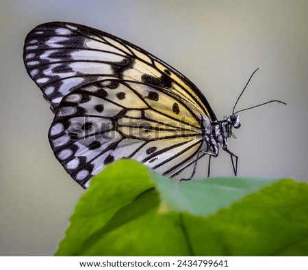 The large tree nymph also known as the paper kite butterfly, rice paper butterfly
