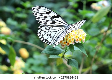 Large Tree Nymph Sucking Nectar.