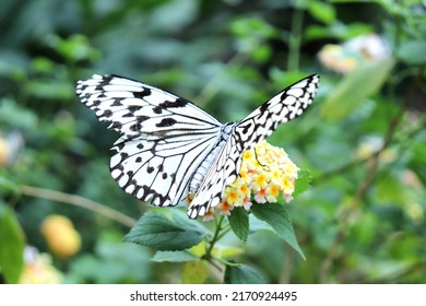 Large Tree Nymph Sucking Nectar.