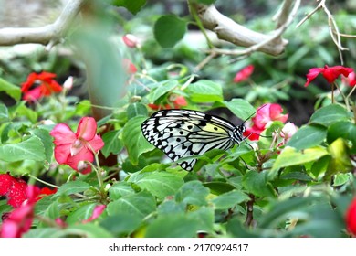 Large Tree Nymph Sucking Nectar.