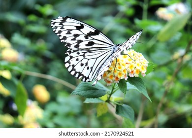 Large Tree Nymph Sucking Nectar.