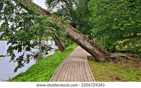 Large tree on the shore of the lake collapsed on its side after storm wind