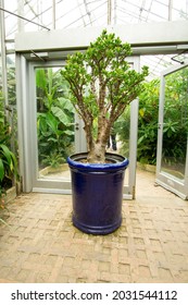 Large Tree In A Plant Pot