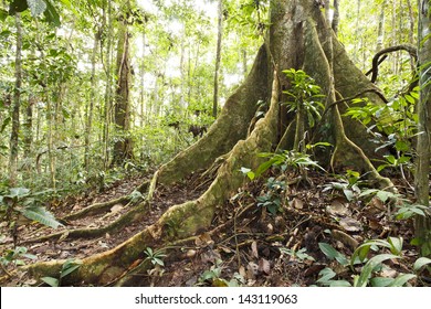 buttress roots in the tropical rainforest