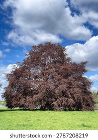 Large Tree With Red Foliage And Arching Branches Toughing Green Grass Against A Cloudy Bright Sky With Copy Space