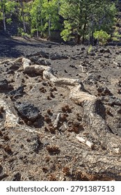 Large tree root growing on top of basalt, Sunset Crater Volcano National Monument, Bonito Lava Flow, Arizona.
