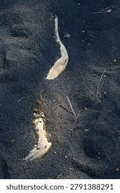 Large tree root growing through cinder, Sunset Crater Volcano National Monument, Bonito Lava Flow, Arizona.