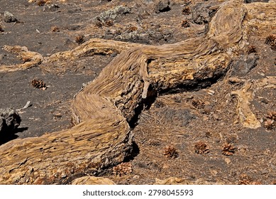 Large tree root snaking across the top of a cinder and basalt (cooled lava) field, Sunset Crater Volcano National Monument, Bonito Lava Flow, Flagstaff,  Arizona. Pinecones litter the ground.