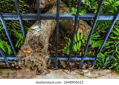 Large tree roots or old logs allowed to pass through iron fence via specially designed openings that accommodate their natural state to promote the full and healthy growth of the trees in public park.