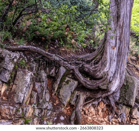 Large tree roots on rocks in the forest.