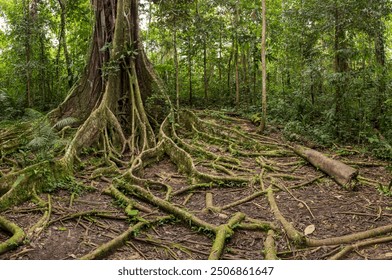 Large tree roots sprawled across the forest floor in a dense, lush tropical environment surrounded by thick green foliage. - Powered by Shutterstock