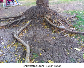 339 imágenes de Aggressive root system - Imágenes, fotos y vectores de ...