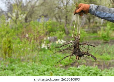 a large tree sapling root