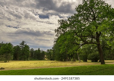 A large tree stands in a field with a cloudy sky in the background. The sky is overcast, and the tree is the only thing that stands out in the scene - Powered by Shutterstock