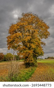 A large tree stands in a field, surrounded by colorful foliage. The autumn colors radiate orange and yellow, contrasting with a gray sky. The ground is covered with fallen leaves.