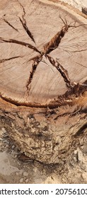 A Large Tree Stump Was Cut By A Tree Chopper