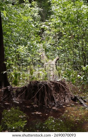 A large tree stump with prominent root system a wetland or swampy environment