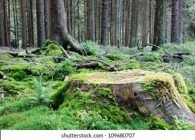 Large Tree Stump In Summer Forest